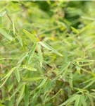 Gartenbambus 'Ruby Black Badger'® - Fargesia 'Jiuzhaigou Ruby Black Badger'