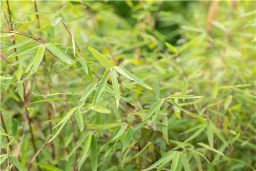 Gartenbambus 'Ruby Black Badger'® - Fargesia 'Jiuzhaigou Ruby Black Badger'