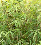 Gartenbambus 'Ruby Black Badger'® - Fargesia 'Jiuzhaigou Ruby Black Badger'