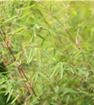 Gartenbambus 'Ruby Black Badger'® - Fargesia 'Jiuzhaigou Ruby Black Badger'