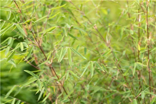 Gartenbambus 'Ruby Black Badger'® - Fargesia 'Jiuzhaigou Ruby Black Badger'