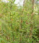 Gartenbambus 'Ruby Black Badger'® - Fargesia 'Jiuzhaigou Ruby Black Badger'