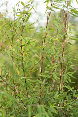 Gartenbambus 'Ruby Black Badger'® - Fargesia 'Jiuzhaigou Ruby Black Badger'