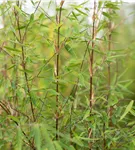 Gartenbambus 'Ruby Black Badger'® - Fargesia 'Jiuzhaigou Ruby Black Badger'