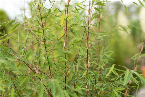Gartenbambus 'Ruby Black Badger'® - Fargesia 'Jiuzhaigou Ruby Black Badger'
