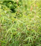 Gartenbambus 'Ruby Black Badger'® - Fargesia 'Jiuzhaigou Ruby Black Badger'