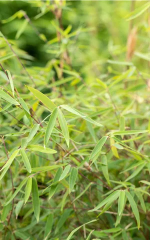 Fargesia 'Jiuzhaigou Ruby Black Badger'