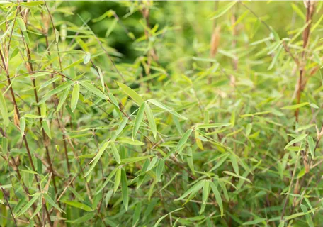 Fargesia 'Jiuzhaigou Ruby Black Badger' - Gartenbambus 'Ruby Black Badger'®