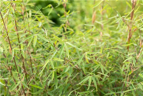 Gartenbambus 'Ruby Black Badger'® - Fargesia 'Jiuzhaigou Ruby Black Badger'