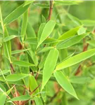 Gartenbambus 'Malachite Monkey'® - Fargesia 'Malachite Monkey'