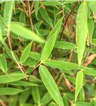 Gartenbambus 'Malachite Monkey'® - Fargesia 'Malachite Monkey'