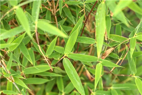 Gartenbambus 'Malachite Monkey'® - Fargesia 'Malachite Monkey'