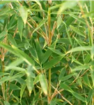 Gartenbambus 'Malachite Monkey'® - Fargesia 'Malachite Monkey'