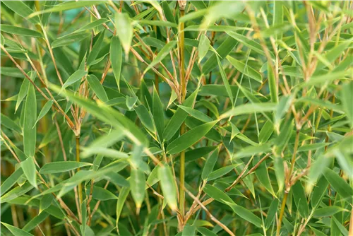 Gartenbambus 'Malachite Monkey'® - Fargesia 'Malachite Monkey'