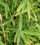 Gartenbambus 'Malachite Monkey'® - Fargesia 'Malachite Monkey'