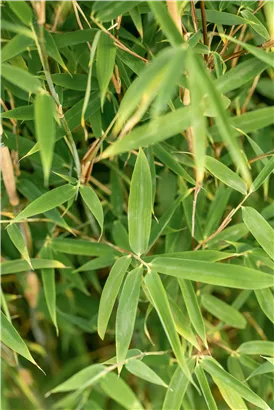 Gartenbambus 'Malachite Monkey'® - Fargesia 'Malachite Monkey'