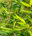 Gartenbambus 'Malachite Monkey'® - Fargesia 'Malachite Monkey'