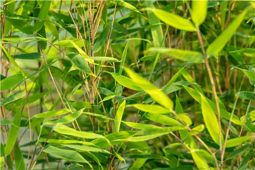 Gartenbambus 'Malachite Monkey'® - Fargesia 'Malachite Monkey'