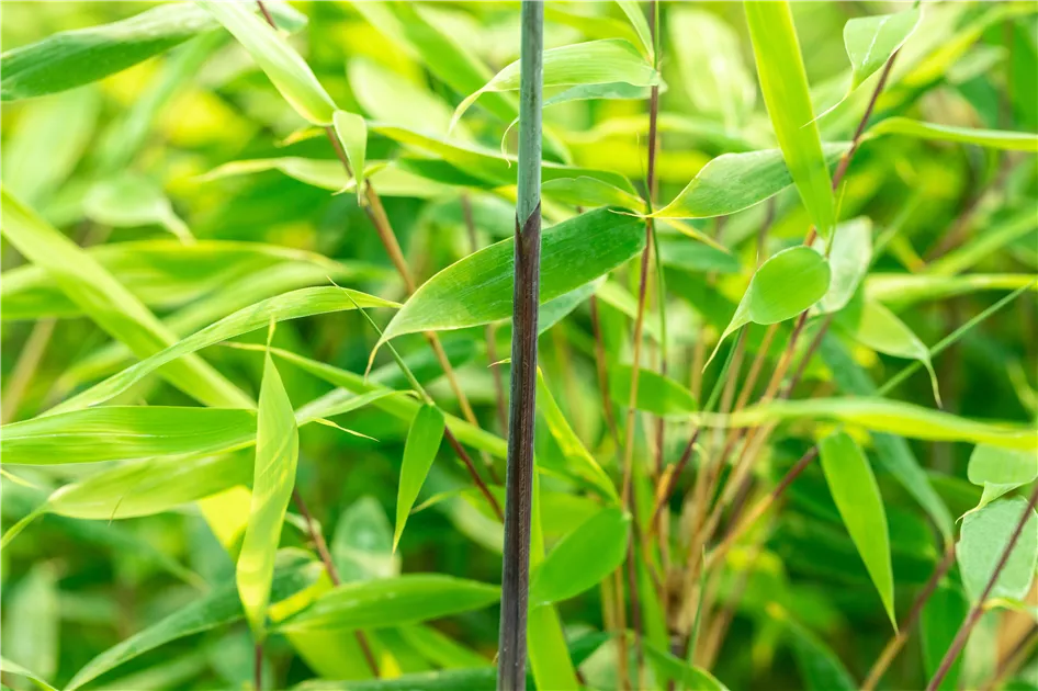 Fargesia 'Malachite Monkey' - Semper Verde Pflanzenzentrum Ullmer GbR