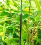 Gartenbambus 'Malachite Monkey'® - Fargesia 'Malachite Monkey'