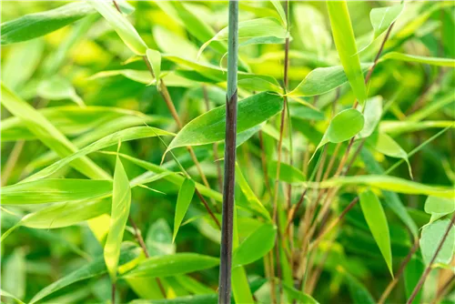 Gartenbambus 'Malachite Monkey'® - Fargesia 'Malachite Monkey'