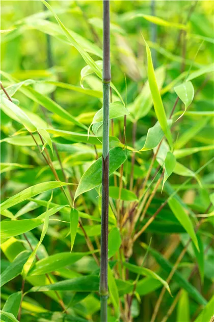 gummibaum zimmerpflanze pflege Gummibaum Ficus elastica Robusta Zimmerpflanze