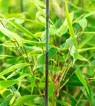Gartenbambus 'Malachite Monkey'® - Fargesia 'Malachite Monkey'