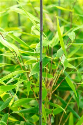 Gartenbambus 'Malachite Monkey'® - Fargesia 'Malachite Monkey'