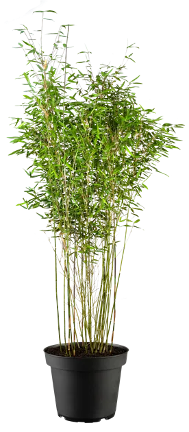 Fargesia 'Malachite Monkey' - Semper Verde Pflanzenzentrum Ullmer GbR