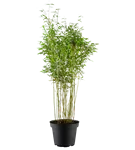 Gartenbambus 'Malachite Monkey'® - Fargesia 'Malachite Monkey'