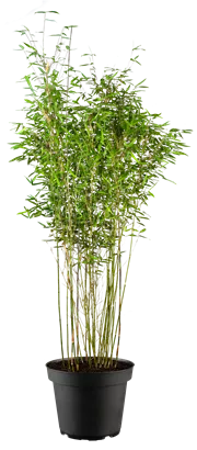 Gartenbambus 'Malachite Monkey'® - Fargesia 'Malachite Monkey'