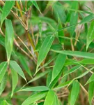 Gartenbambus 'Malachite Monkey'® - Fargesia 'Malachite Monkey'