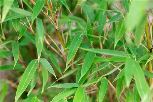 Gartenbambus 'Malachite Monkey'® - Fargesia 'Malachite Monkey'