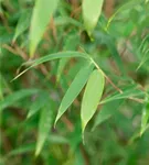 Gartenbambus 'Malachite Monkey'® - Fargesia 'Malachite Monkey'