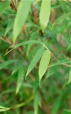 Fargesia 'Malachite Monkey'