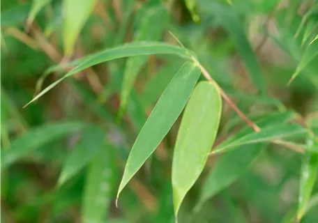 Fargesia 'Malachite Monkey' - Gartenbambus 'Malachite Monkey'®