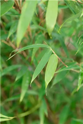 Gartenbambus 'Malachite Monkey'® - Fargesia 'Malachite Monkey'