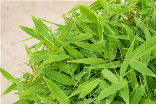 Gartenbambus 'Moontears'® - Fargesia 'Moontears'