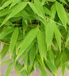 Gartenbambus 'Moontears'® - Fargesia 'Moontears'