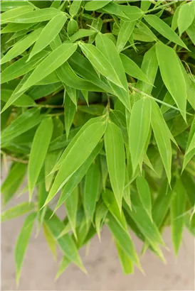 Gartenbambus 'Moontears'® - Fargesia 'Moontears'