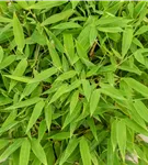 Gartenbambus 'Moontears'® - Fargesia 'Moontears'