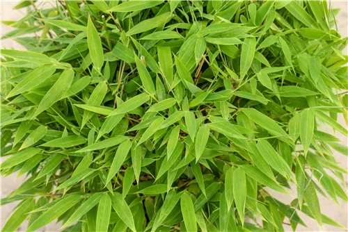 Gartenbambus 'Moontears'® - Fargesia 'Moontears'