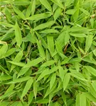 Gartenbambus 'Moontears'® - Fargesia 'Moontears'