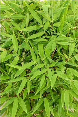Gartenbambus 'Moontears'® - Fargesia 'Moontears'