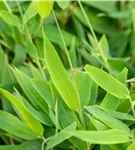 Gartenbambus 'Moontears'® - Fargesia 'Moontears'
