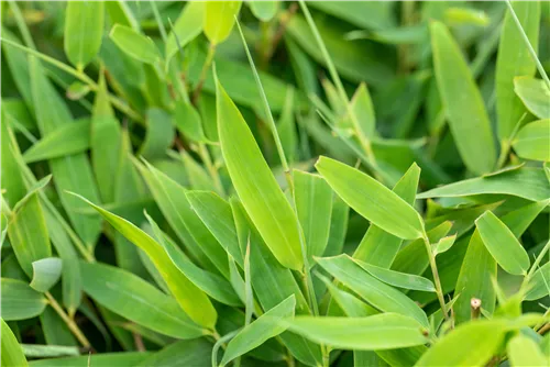Gartenbambus 'Moontears'® - Fargesia 'Moontears'