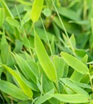 Gartenbambus 'Moontears'® - Fargesia 'Moontears'