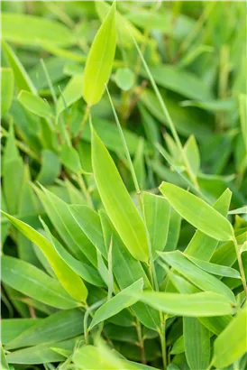 Gartenbambus 'Moontears'® - Fargesia 'Moontears'