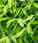Gartenbambus 'Moontears'® - Fargesia 'Moontears'