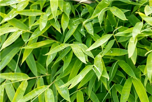 Gartenbambus 'Moontears'® - Fargesia 'Moontears'
